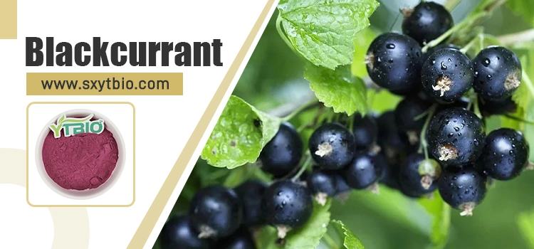 Blackcurrant Powder Natural Blackcurrant Extract Food Grade Blackcurrant Fruit Juice Powder